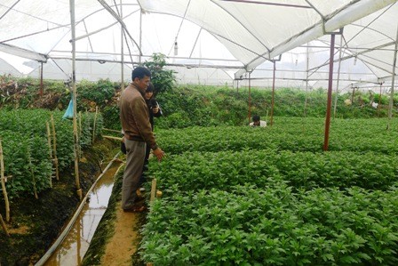 Ву Нюан идет в авангарде выращивания цветочных растений по высоким технологиям - ảnh 1